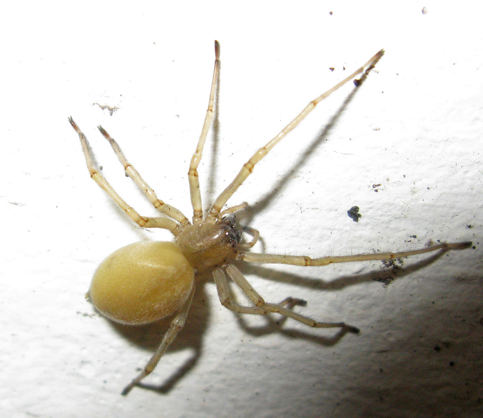 Yellow spider clearance